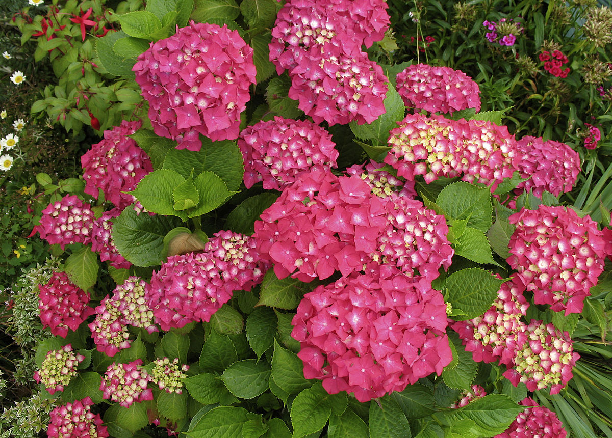 Hydrangeas Pink To Red Mop Head 