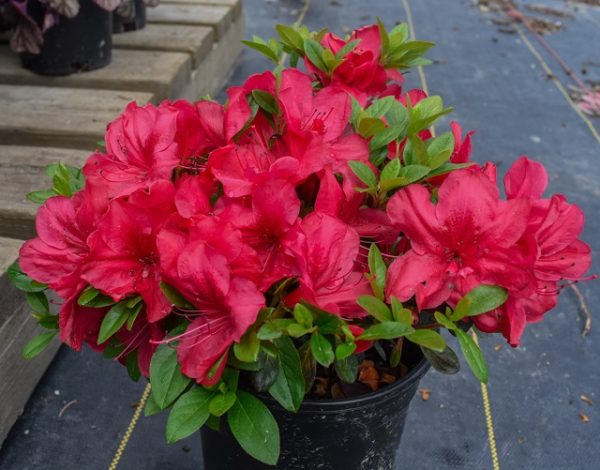 Azalea 'Mother’s Day' red #2