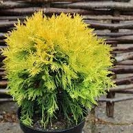 Thuja Amber glow