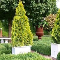 Thuja Highlights Janed Gold Arborvitae #15