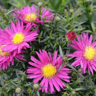 Perennials