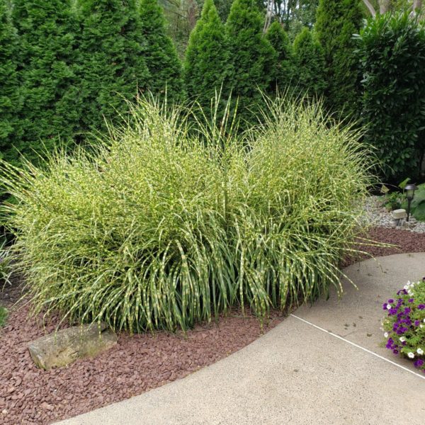 Miscanthus Zebra grass