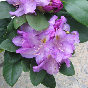 Rhodo Minnetonka Light Purple with Yellow