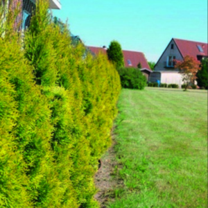 Thuja Janed Gold Arborvitae #3