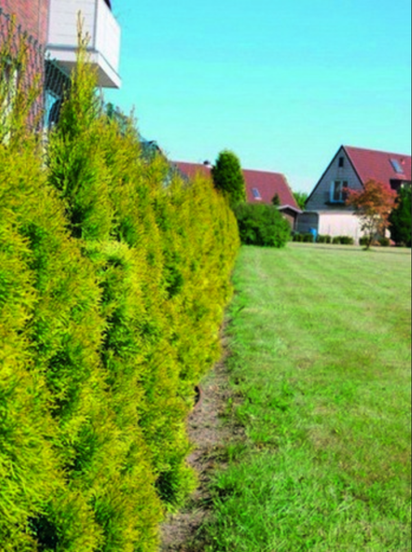 Thuja Janed Gold Arborvitae #3 | BUBBLING BROOK NURSERY