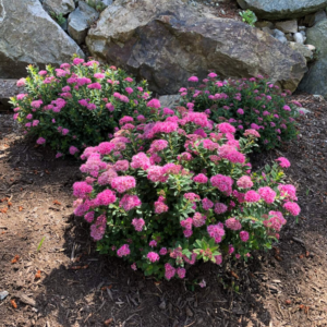 Spirea Poprocks Petite #3