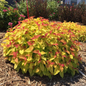 Spirea Candy Corn #3