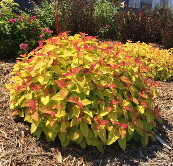 Spirea Candy Corn #3