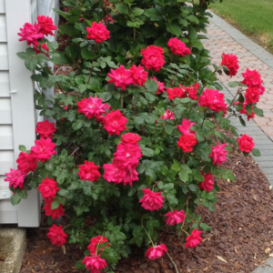 Double Red Shrub Rose