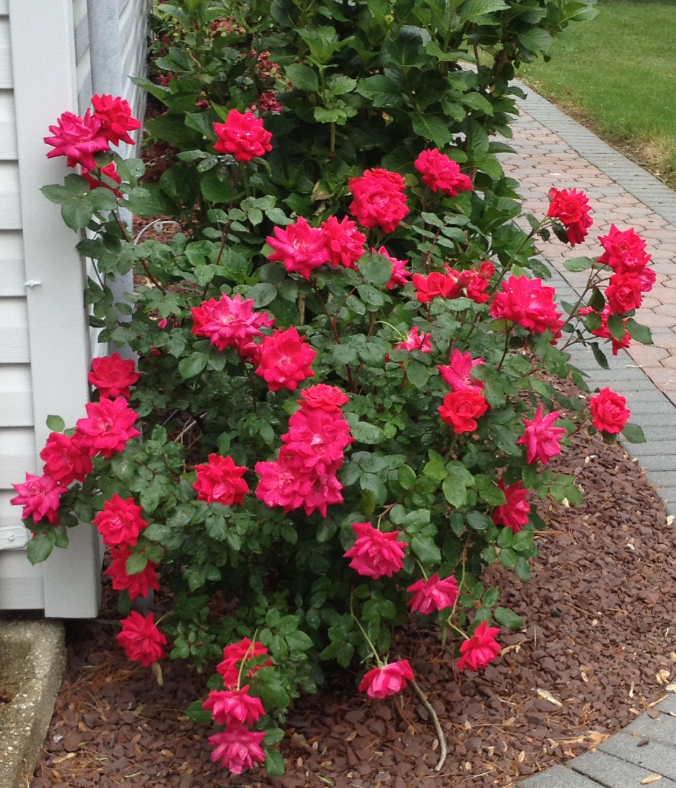 Double Red Shrub Rose | BUBBLING BROOK NURSERY