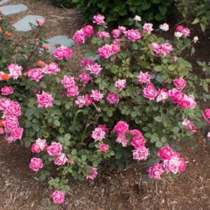 Double Pink Shrub Rose