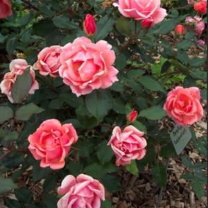 Coral Knock Out Shrub Rose