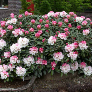 Crete Rhododendron