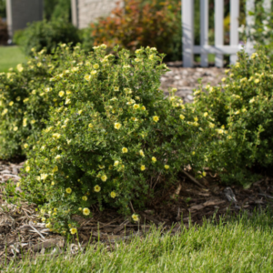 Lemon Meringue Cinquefoil