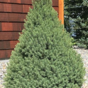 Dwarf Alberta Spruce