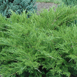 Sea Green Juniper