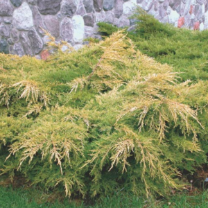 Gold Star Juniper