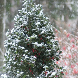 Ilex Castle Spire Holly #3