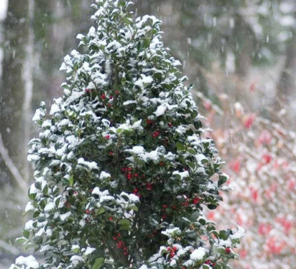 Ilex Castle Spire Holly #7