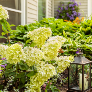 Limelight Hydrangea #3