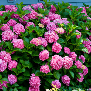 Forever Pink Hydrangea #3