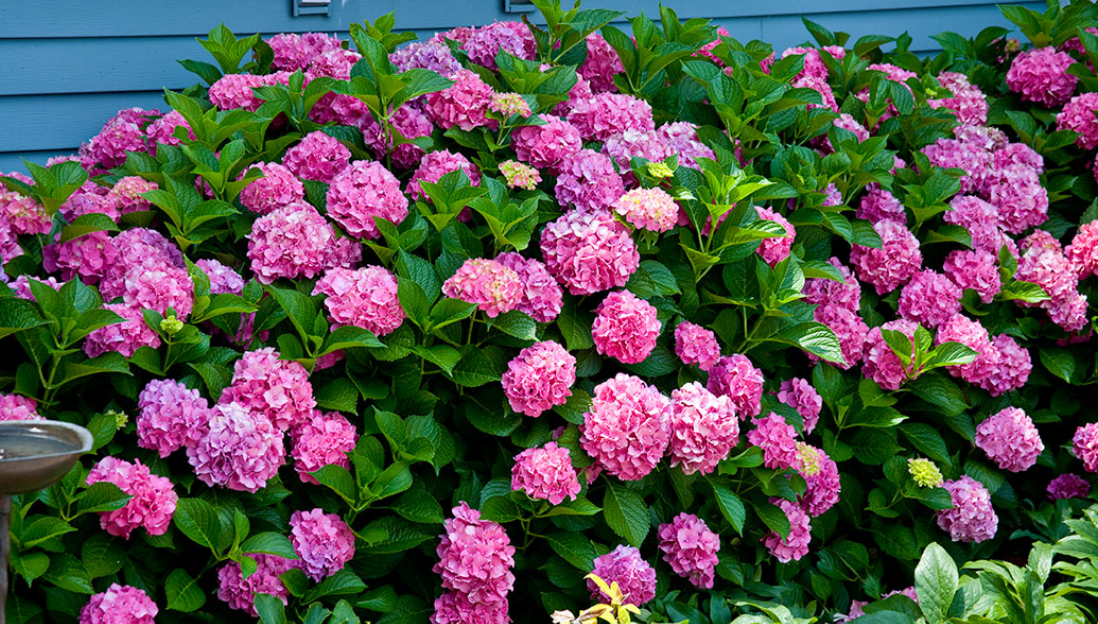 Forever Pink Hydrangea #3 | BUBBLING BROOK NURSERY