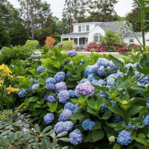 Endless Summer Hydrangea #3