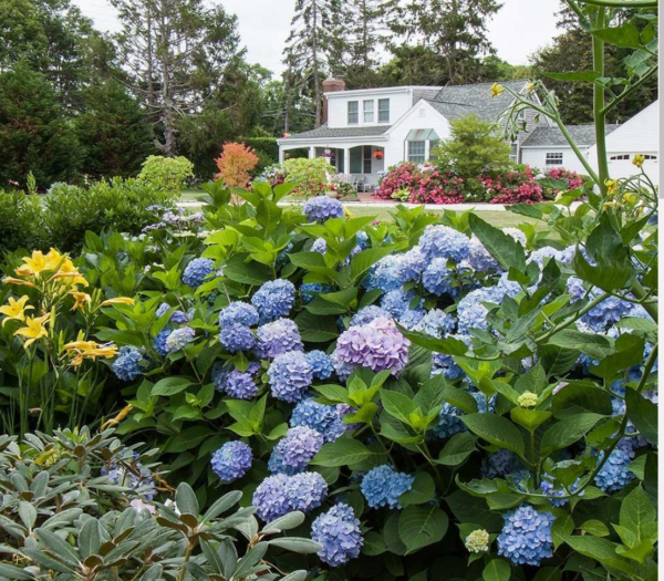 Endless Summer Hydrangea #5
