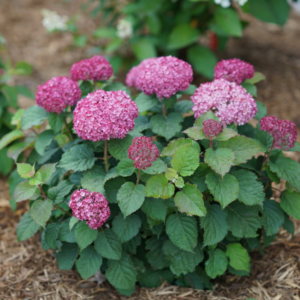 Mini Mauvette Smooth Hydrangea