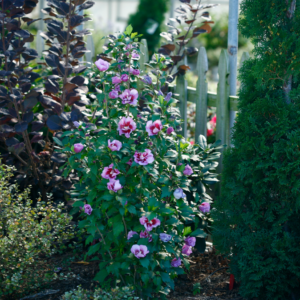Tahiti Rose of Sharon 15-18"