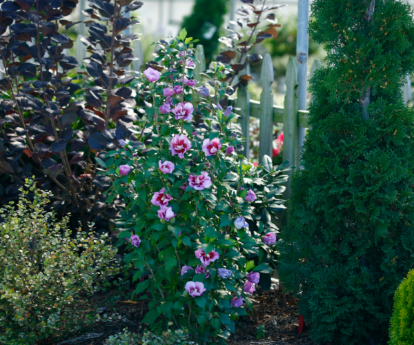 Tahiti Rose of Sharon 15-18"