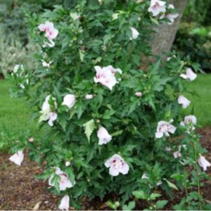 Fiji Rose of Sharon 15-18"