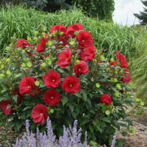 Cranberry Crush Rose Mallow