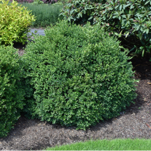 Green Velvet Boxwood 12-15"