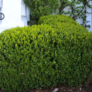 Baby Gem Boxwood