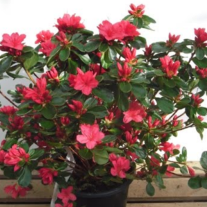 Hino Crimson Azalea