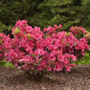 Girard Rose Azalea
