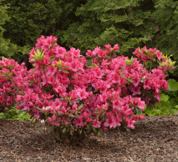 Girard Rose Azalea