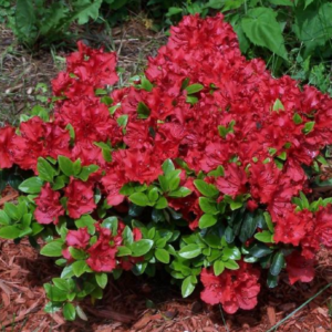 Hot Shot Azalea