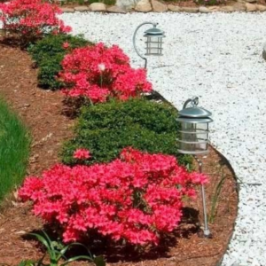 Girard Crimson Azalea