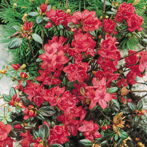 Stewartsonian Azalea