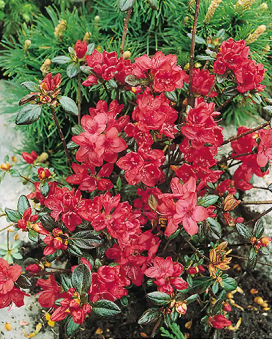 Stewartsonian Azalea 