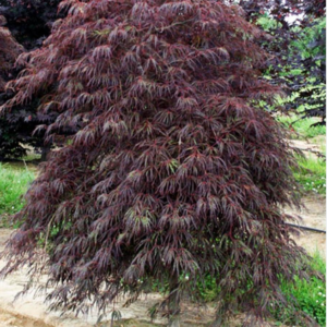 Tamukeyama Japanese Maple