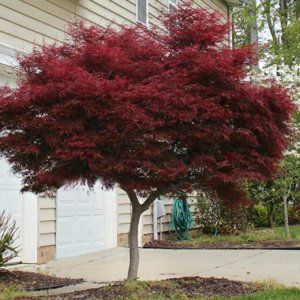 Bloodgood Japanese Maple