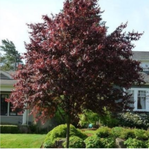 Prunus 'thundercloud' 25 gal