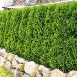 Thuja Green Giant Arborvitae 4-5'