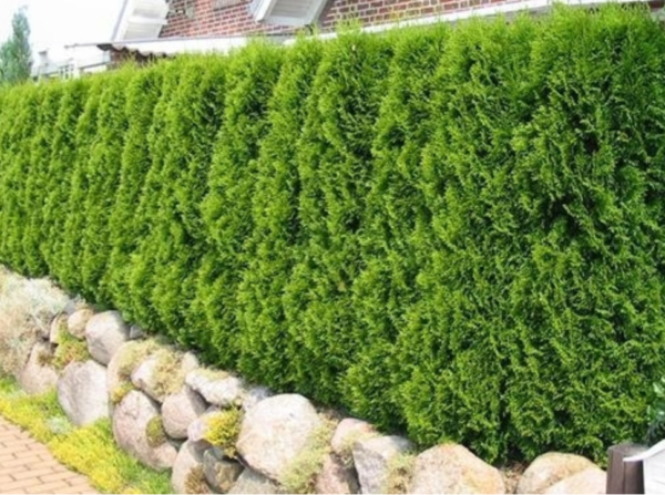 Thuja Green Giant Arborvitae 4-5'