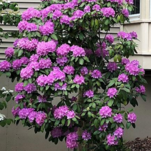 Rhododendron English Roseum