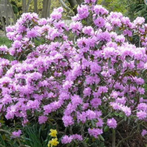Rhododenron PJM Elite 5gal