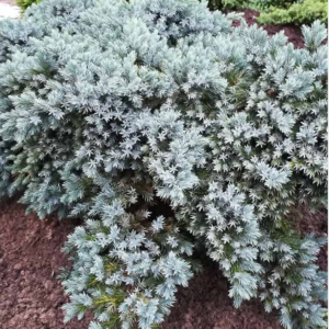 Juniper Blue Star 3Gal